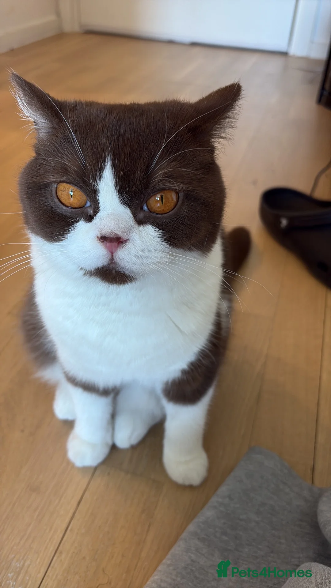 British Shorthair cats for sale: Bicolour British shorthair (brown and white) - Advert 2