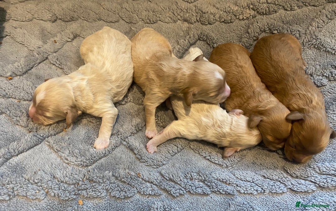 Cavapoo dogs for sale: Extensively Health tested F1 Toy Cavapoo puppies - Advert 6