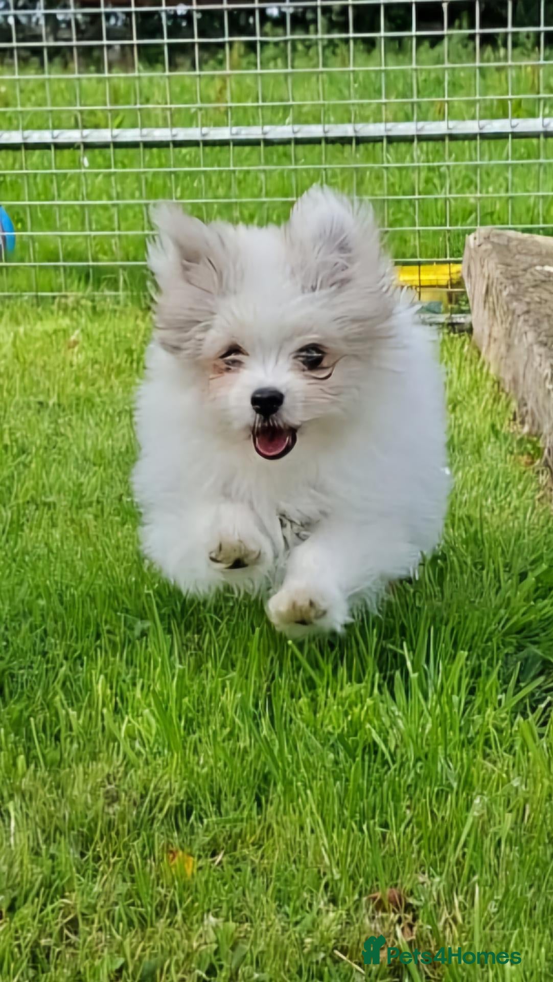 Maltipom dogs Gorgeous female Maltipom Puppy - Advert 1