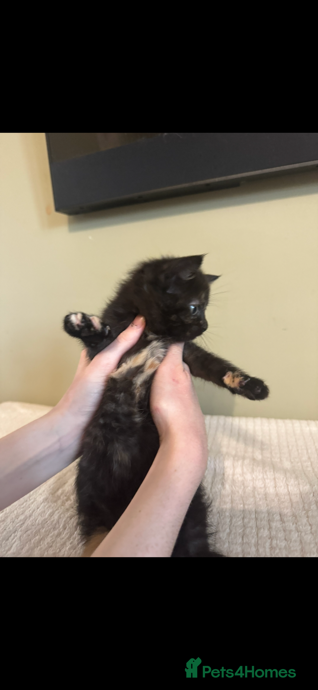 Maine Coon cats for sale: Gorgeous sweet half maine coons  - Advert 8