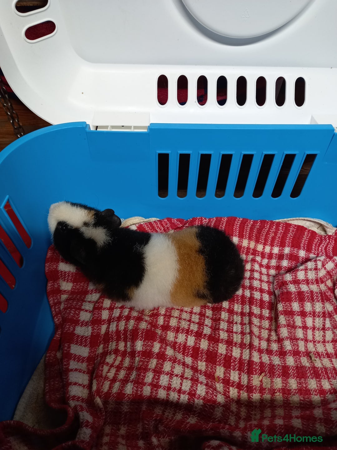 Guinea Pig rodents for sale: Teddy baby guinea-pigs  - Advert 4