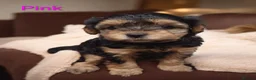Mixed Breed dogs for sale: Miniature poodle x scot terrier/ poodle x puppies  - Advert 19