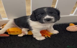 Sprocker dogs for sale: Sprocker Spaniel Puppies - Image 6