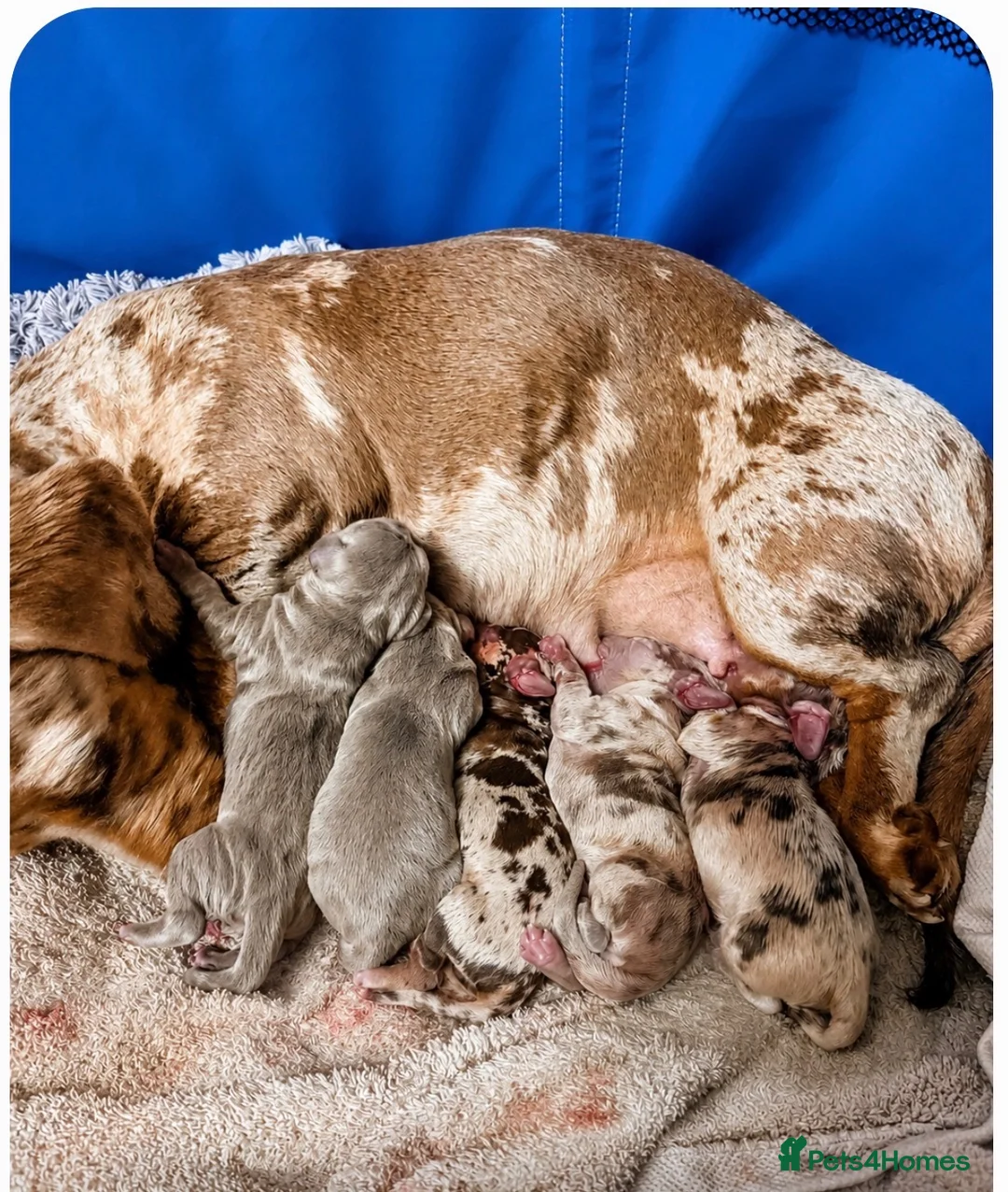 Miniature Dachshund dogs for sale: Miniature dachshund KC Registered  - Advert 10