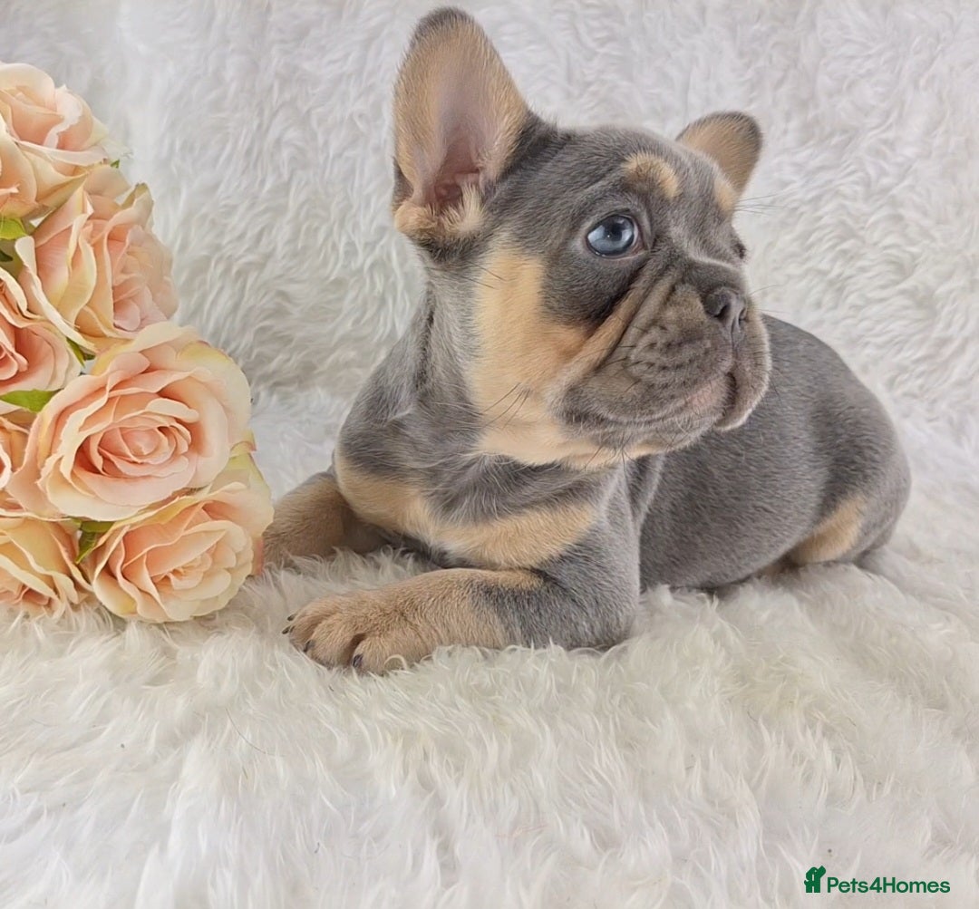 French Bulldog dogs Top Quality French Bulldog Puppies  - Advert 1