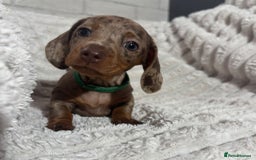 Dachshund dogs for sale: 4 beautiful dachshunds puppies for sale. - Image 5