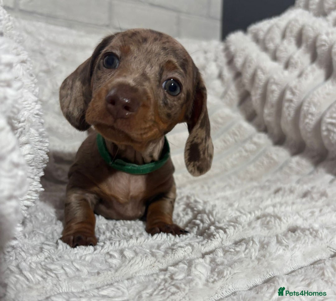 Dachshund dogs for sale: 4 beautiful dachshunds puppies for sale. - Image 5