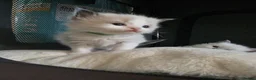 Ragdoll cats for sale: Adorable little Ragdolls  - Advert 7