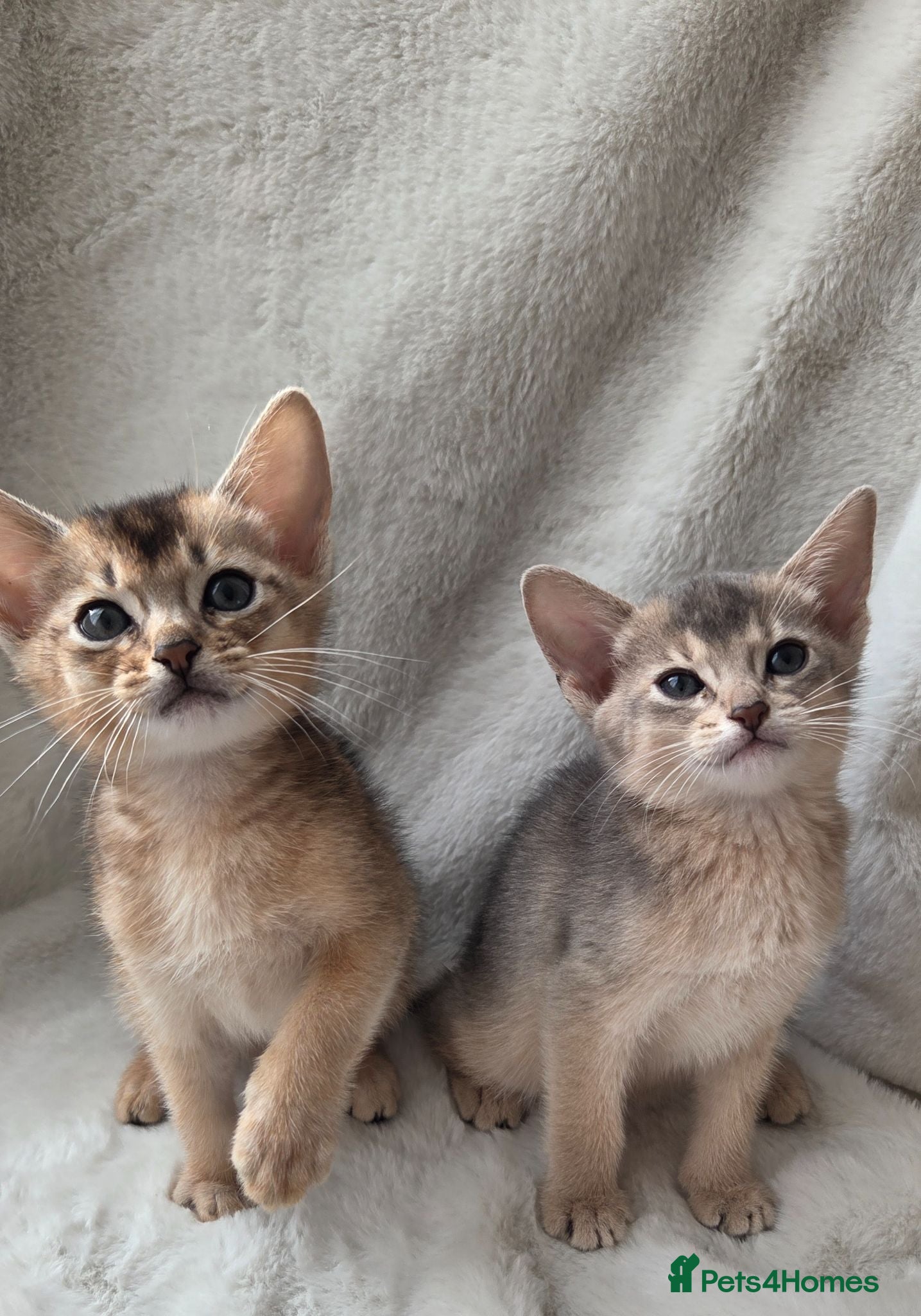 Abyssinian cats 2 Adorable Abyssinian kittens - TICA registered❤️ - Advert 2