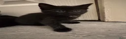 Domestic Shorthair cats for sale: 5 Stunning Kittens ready to reserve - Advert 17