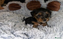 Yorkshire Terrier dogs for sale: 💕🐾Adorable PEDIGREE YORKSHIRE TERRIER Pups🐾💕  - Image 25