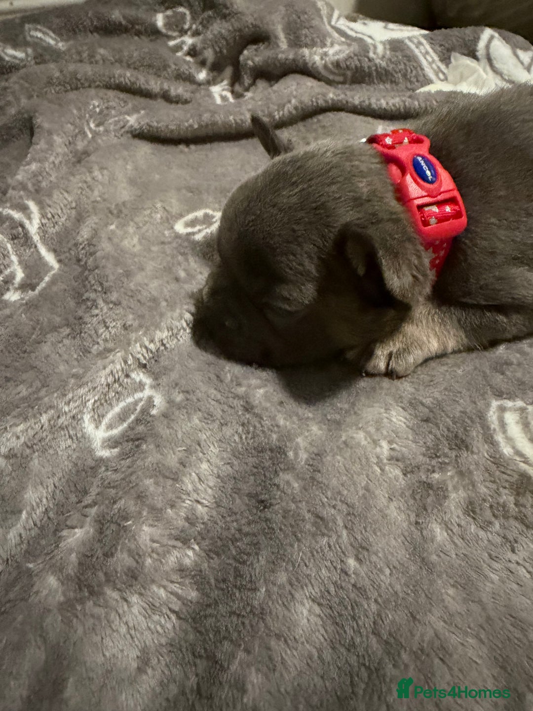 French Bulldog dogs for sale: French bulldog - Advert 24