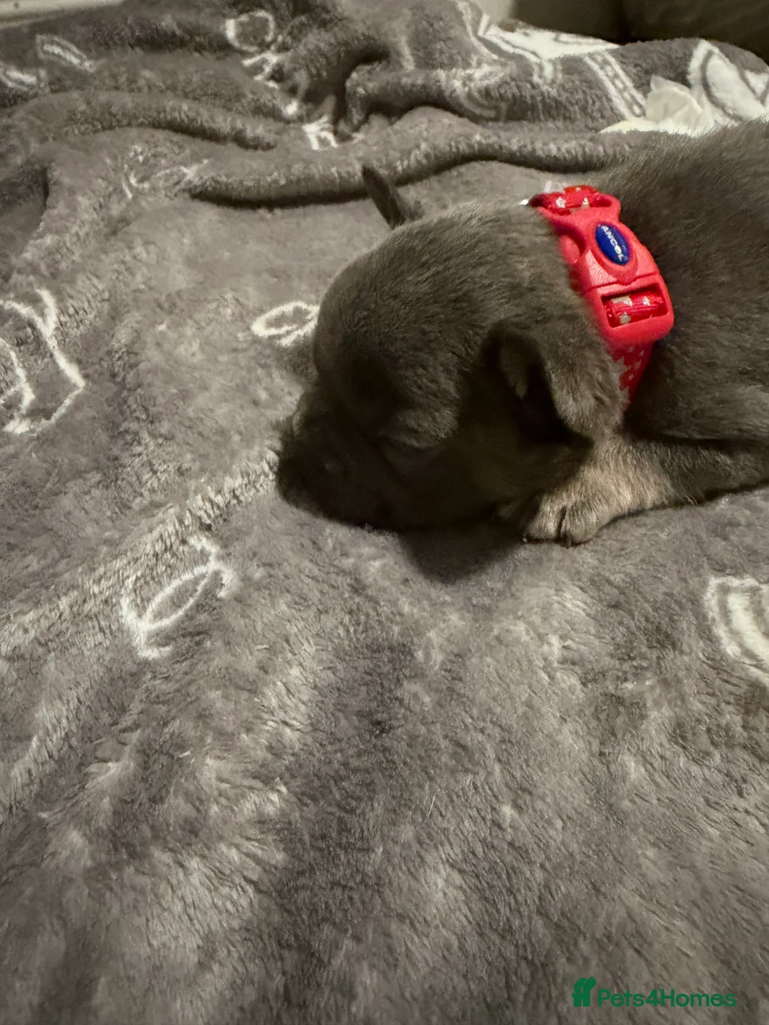 French Bulldog dogs for sale: French bulldogs  - Advert 25