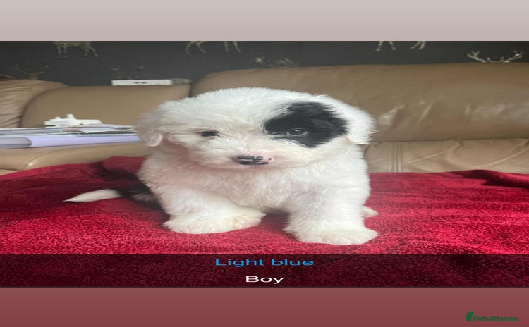 Old English Sheepdog dogs - Advert 1