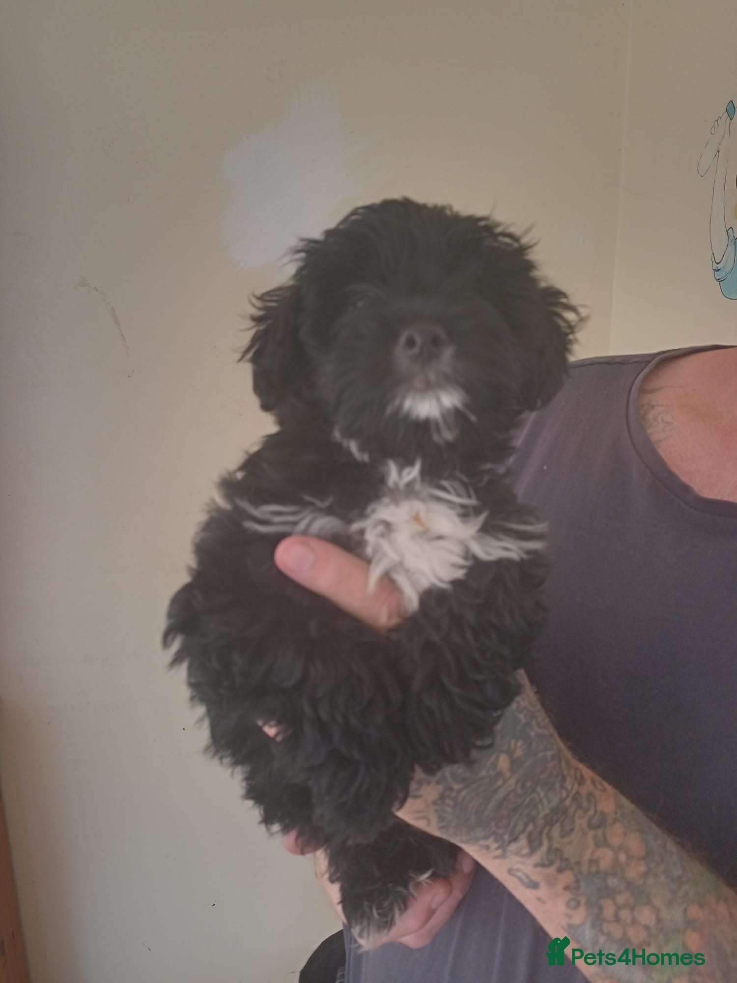 Yorkiepoo dogs Yorkiepoo puppys - Advert 1