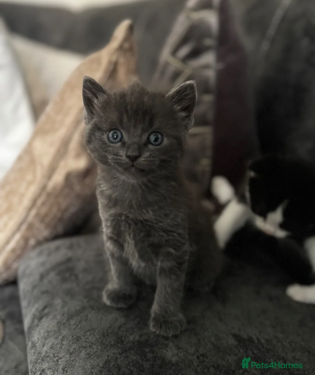 Ragdoll cats for sale: Ragdoll/TurkishAngora Kittens,BlueEyed,Home-Raised - Advert 2