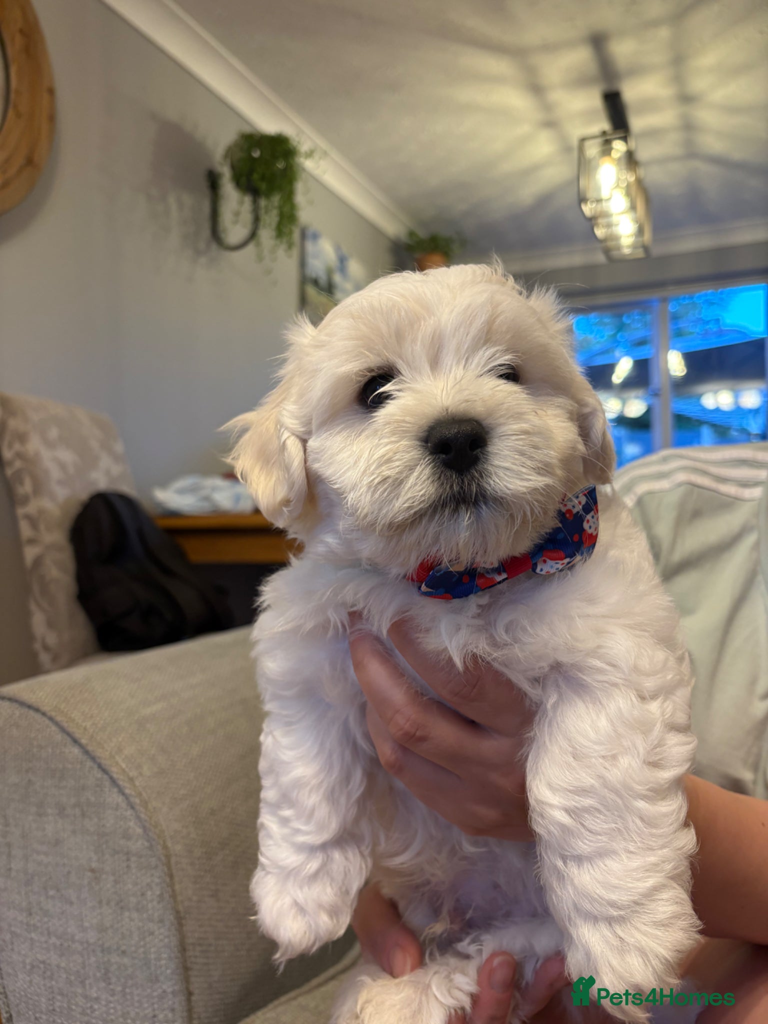 Maltese dogs for sale: READY HOME 30.05  - Advert 15