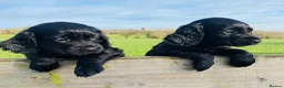 Cocker Spaniel dogs for sale: Issy & Finn Puppies  - Advert 9