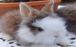 Lionhead rabbits for sale: PUREBRED DOUBLE LION HEAD BABIES  - Image 4