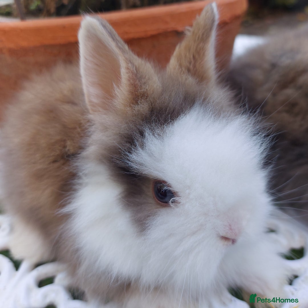 Lionhead rabbits for sale: PUREBRED DOUBLE LION HEAD BABIES  - Image 4