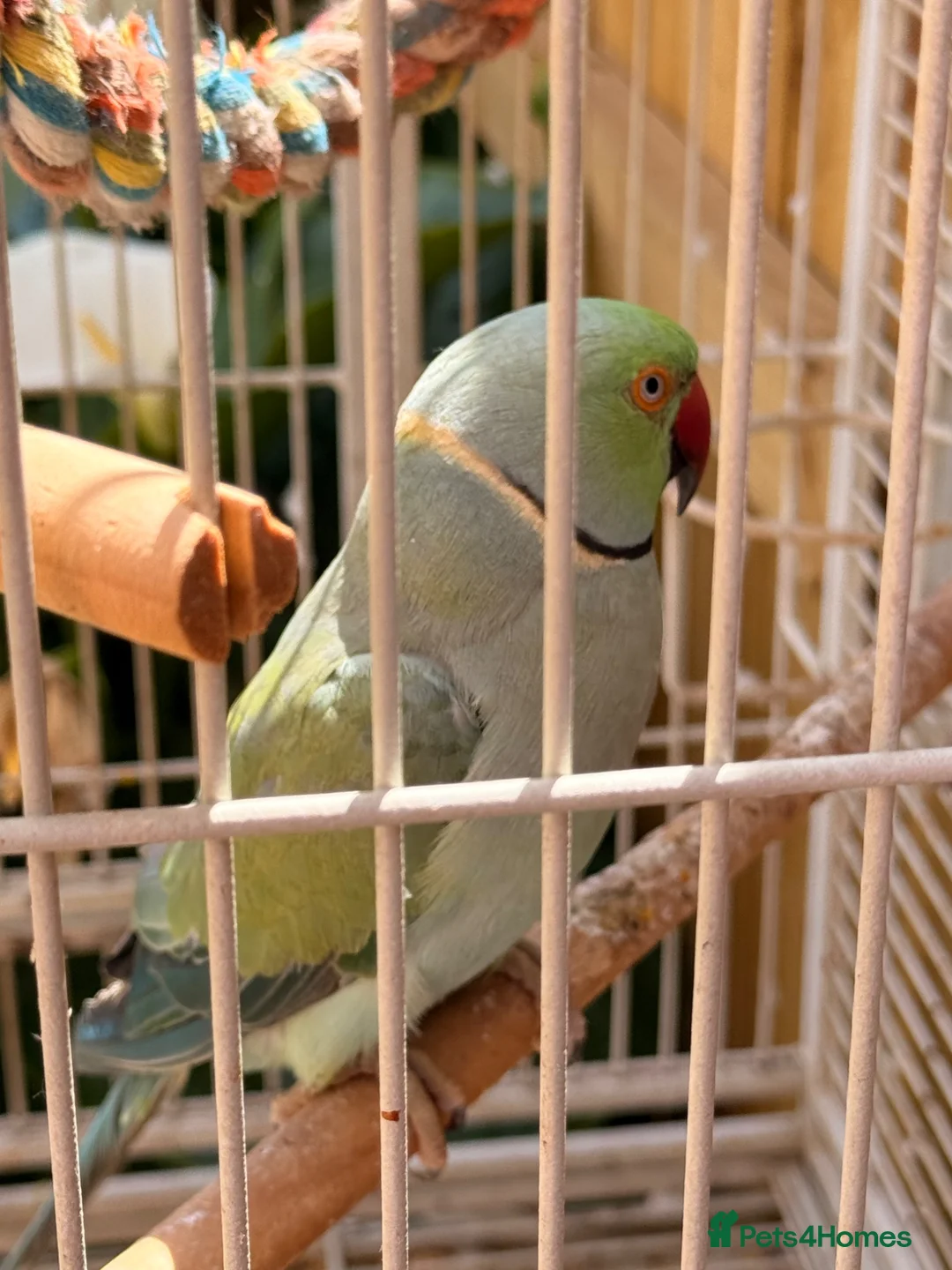 Ringnecks birds for sale: Male and female Indian ring neck in Stockton-on-Tees - Advert 2