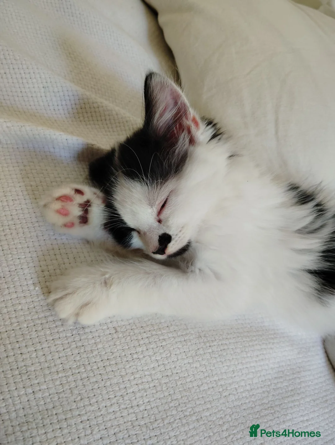 Mixed Breed cats for sale: Lovely kittens looking for their forever home. in Birmingham - Advert 2