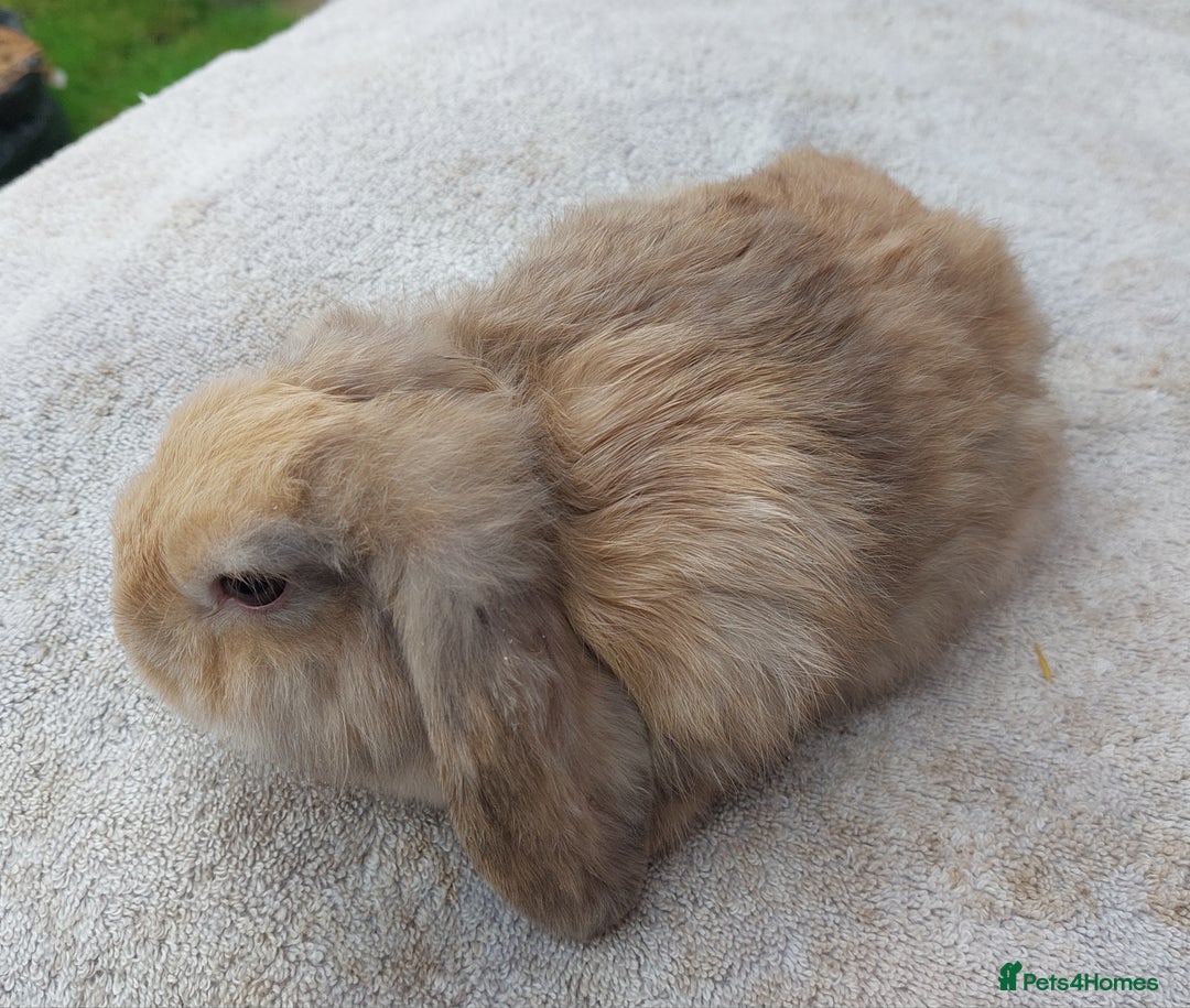 Mini Lop rabbits for sale: ☆ Gorgeous Mini Lop Babies ☆ - Image 5