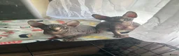 Sphynx cats for sale: READY FOR NEW HOME,2 boys still available. - Advert 11
