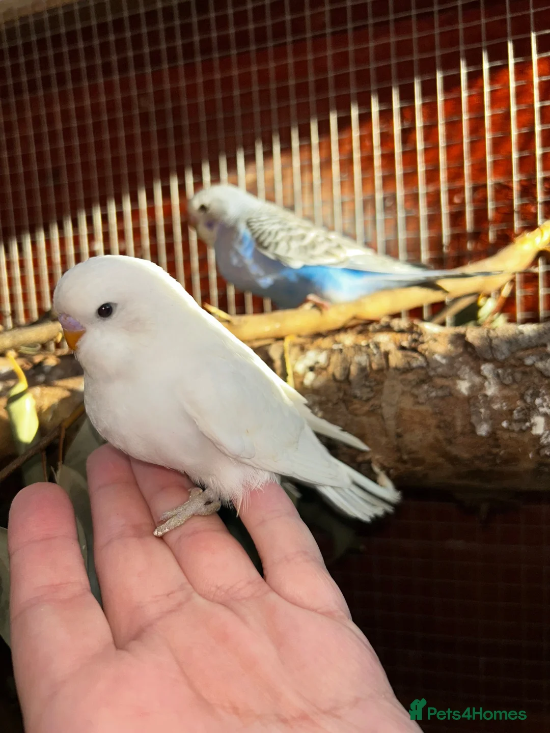 Budgerigars birds for sale: Baby budgies  - Advert 10