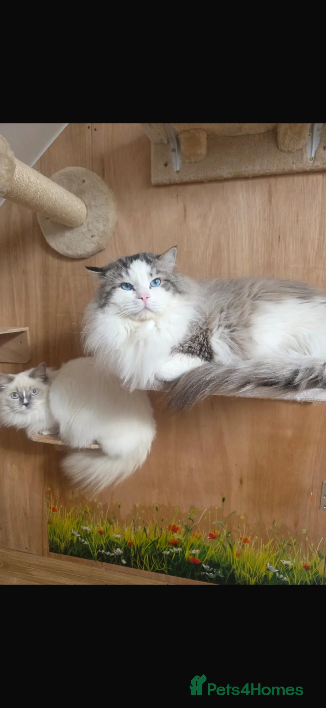 Ragdoll cats for sale: Stunning Tica Registered Ragdoll kittens  - Advert 2