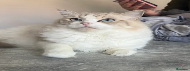 Alice 