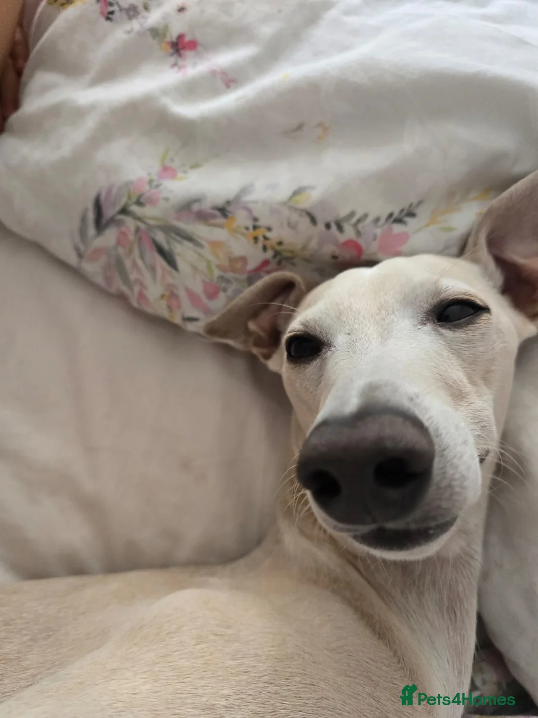 Italian Greyhound dogs for stud: KC registred Italian Greyhound proven for studding in Bristol - Advert 8