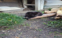 British Longhair cats for sale: Fluffy kittens very beautifull - Image 2