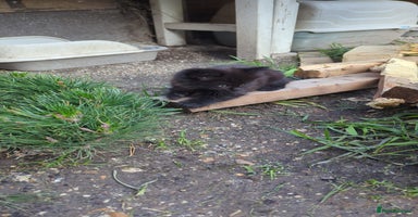 British Longhair cats - Advert 5