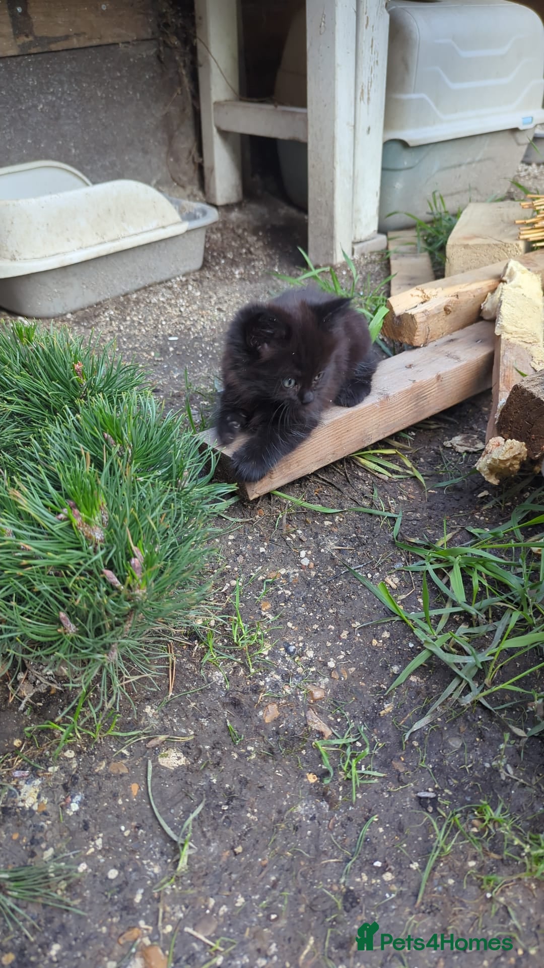 British Longhair cats for sale: Fluffy kittens very beautifull - Image 2