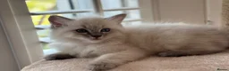 Ragdoll cats for sale: Blue Point Ragdoll Kittens  - Advert 6