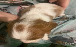 Cavalier King Charles Spaniel dogs for sale: Cavalier King Charles Spaniel Puppies - Advert 12