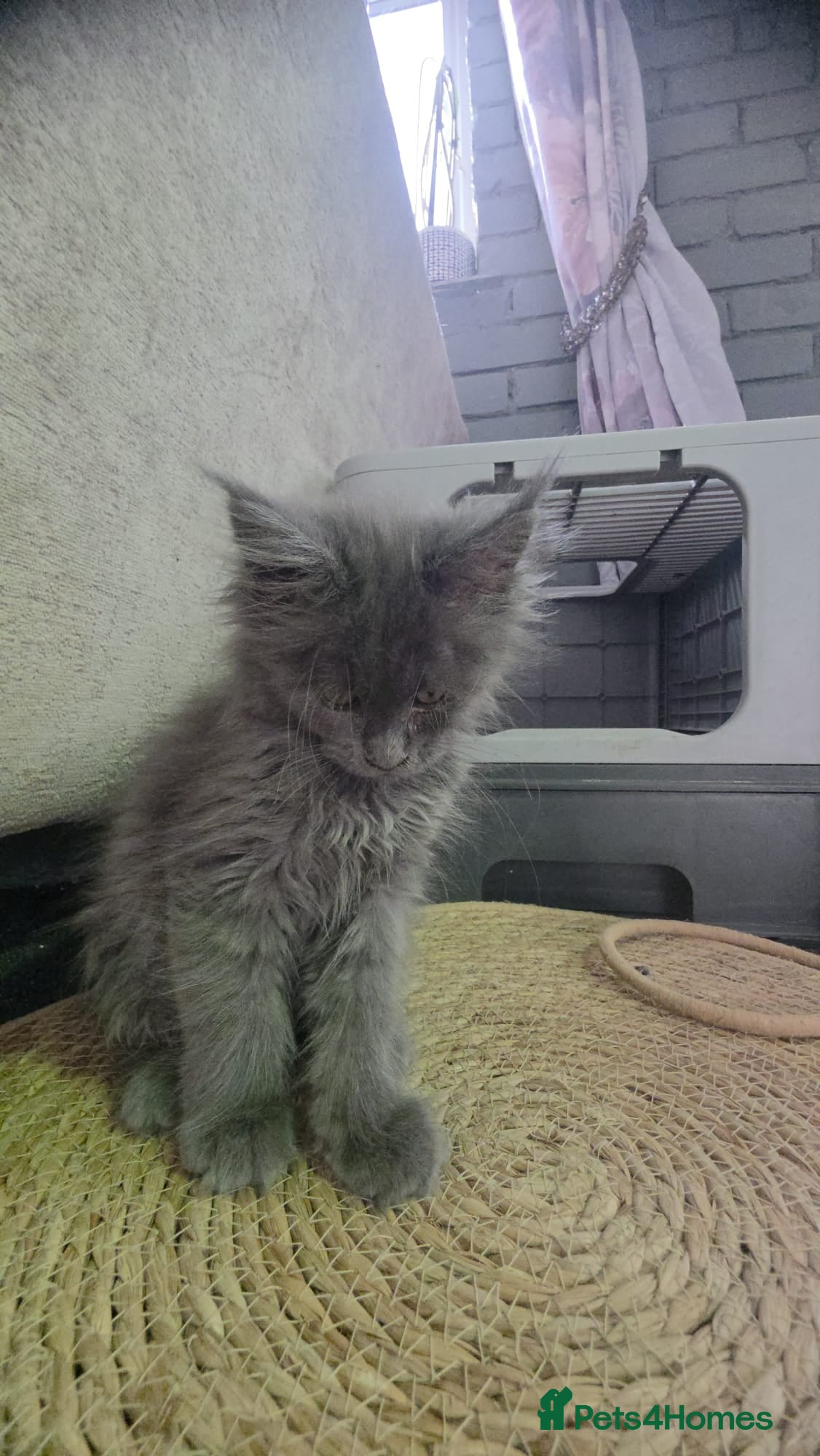 Maine Coon cats for sale: Maine coon Blue smoke kittens Sapphire Skies  - Advert 1
