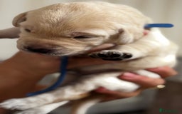 Labrador Retriever dogs for sale: Stunning, White/Yellow KC Registered Labrador Pups - Image 38
