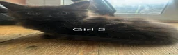 Mixed Breed cats for sale: Black kittens for sale - Advert 4