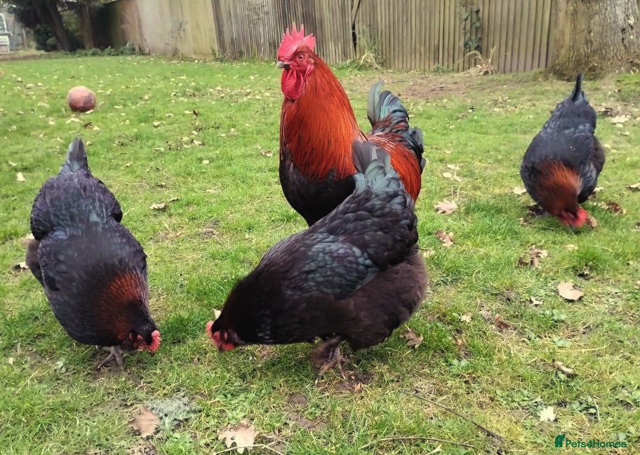 Chickens poultry Silkie and Black Copper Marans chicks and hens - Advert 19