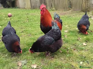 Chickens poultry Silkie and Black Copper Marans chicks and hens - Advert 19
