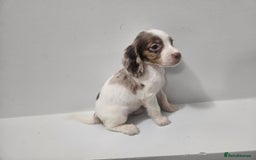 Cocker Spaniel dogs for sale: 5 Girl cocker spaniel puppies - Advert 5
