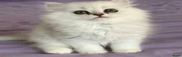 Persian cats for sale: GCCF Registered Persian Kittens Available - Advert 21