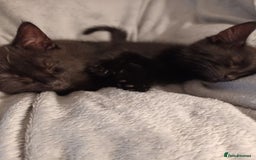 British Shorthair cats for sale: 2 kittens - Image 2