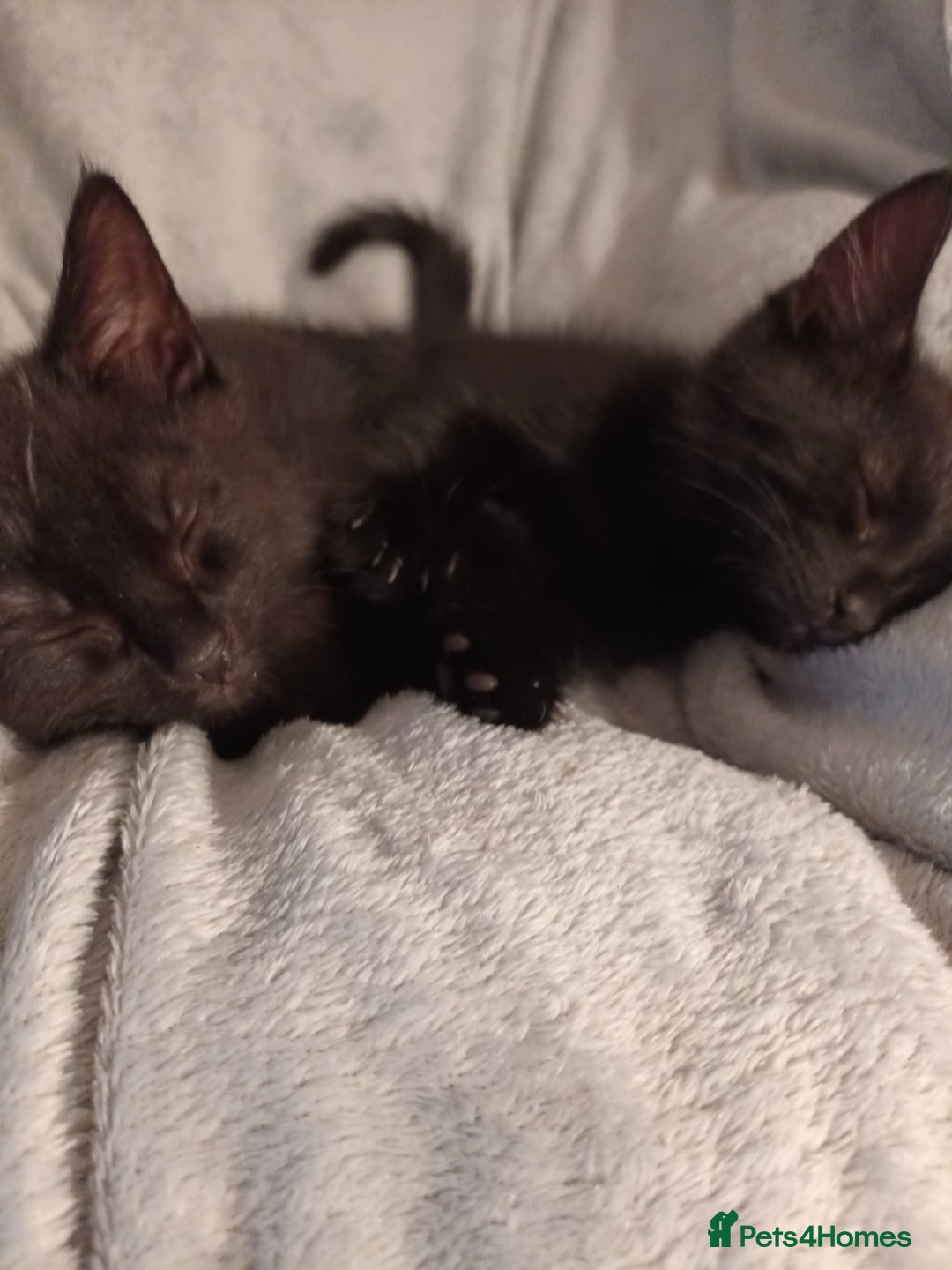 British Shorthair cats for sale: 2 kittens - Image 2
