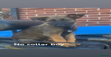 Mixed Breed dogs - Advert 12