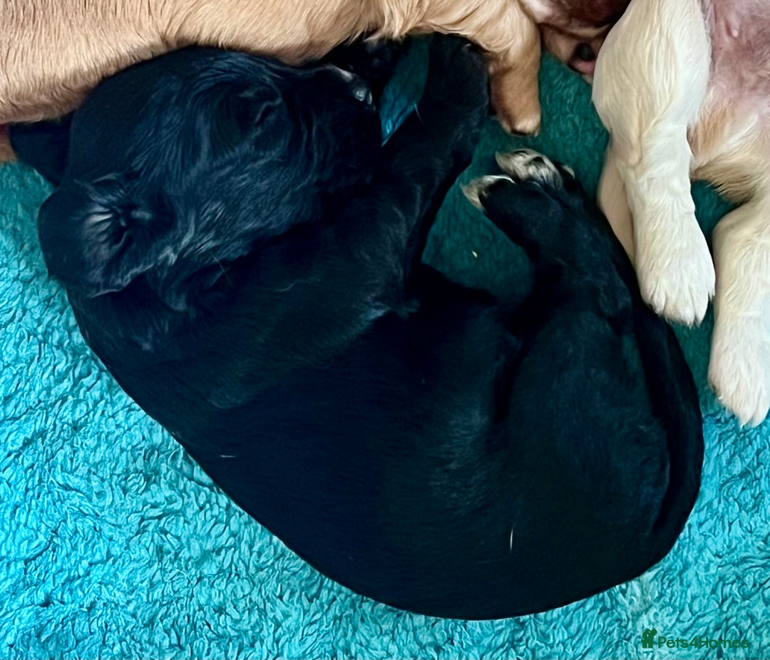 Cocker Spaniel dogs for sale: Fully health tested KC reg working Cocker Spaniels - Image 30