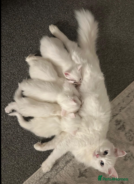 Maine Coon cats White Fluffy Kittens  - Advert 4