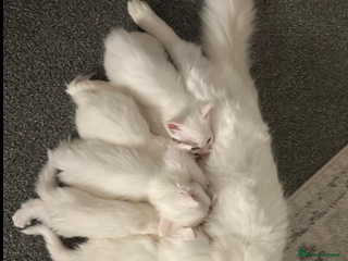 Maine Coon cats White Fluffy Kittens - Advert 1